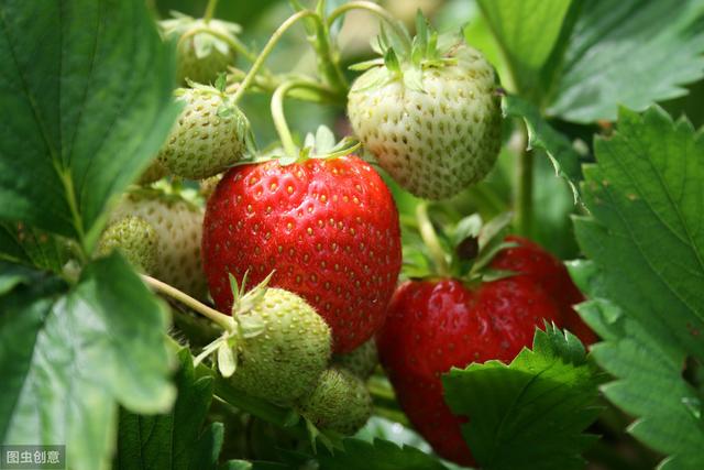 草莓小拱棚栽培，需要注意哪些细节？怎样才能让草莓美观又好吃