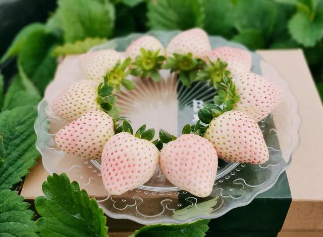 双流冬草莓熟了！约