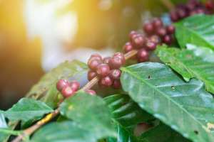 怎么种植咖啡豆(咖啡栽培技术方法，有需要的可以过来看看，值得收藏)
