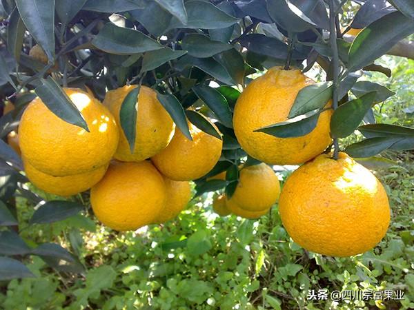 柑橘生长环境分析，前期选园区要注意这几点！