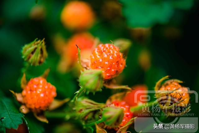 茅莓熟了的夏天，江西人最喜欢的乡村野果，诱人的果实模样很熟悉