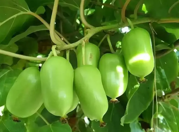 园艺小白在阳台种植的软枣猕猴桃今年结果了，既能观赏又富含营养