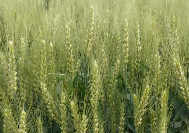 小麦生长后期高产管理，3点很重要，农户别再做错了