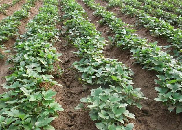 露地栽培的甘薯叶片变小，萎缩？避开3个栽培误区，提高结薯率