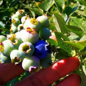 桂林蓝莓什么时候种植(基金项目：桂林地区蓝莓优质高效栽培技术)