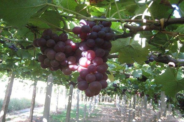 葡萄里竟吃出“玫瑰香”？玫瑰香葡萄特性+高产栽培方法
