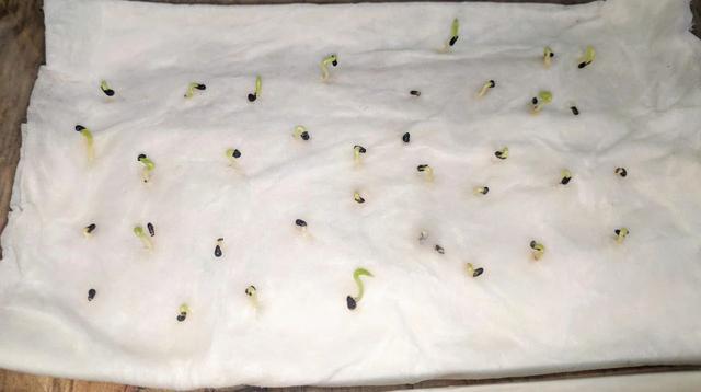 火龙果播种日记，黑色的籽挖出来撒土里，3天后可长出幼苗
