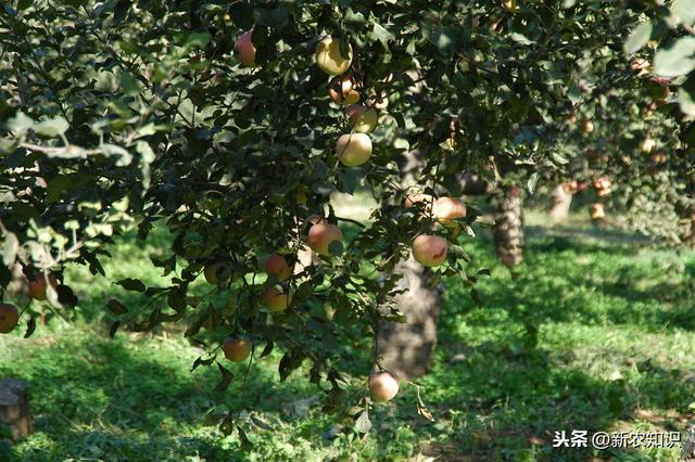 新农知识——果树栽培管理措施及种植技术，要点分析