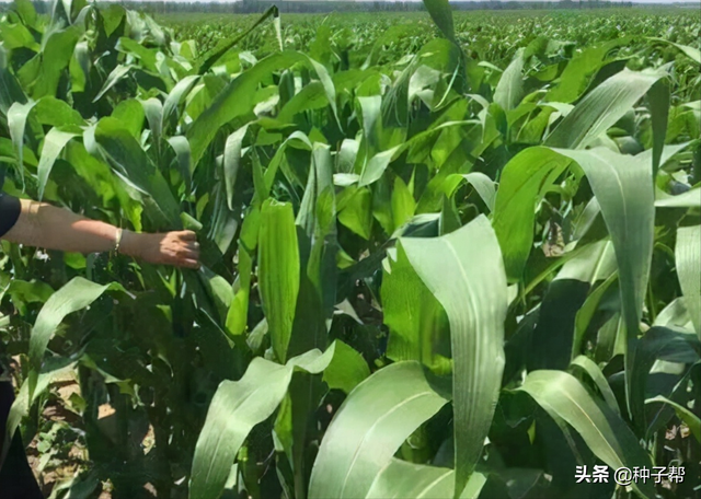 夏季青饲料-墨西哥玉米草，一天能长12公分，如何种植才能高产？