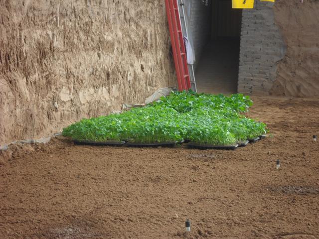 黄瓜尤其不好种，详细介绍温室黄瓜种植技术，从种到收，简单易懂