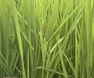 吉林水稻种植面积(吉林省绿色水稻种植面积近500万亩)