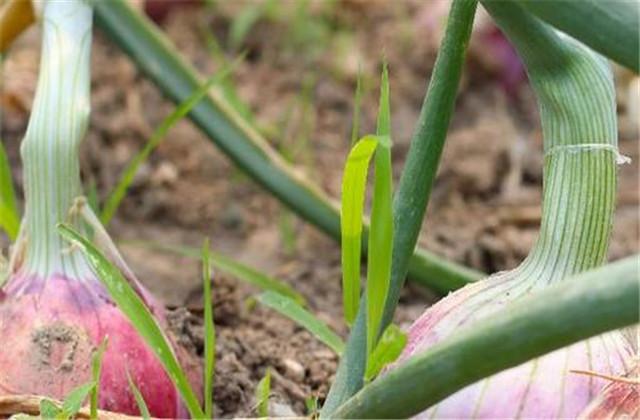 有机农产品露地红皮洋葱种植，这样做能提高洋葱产量与品质