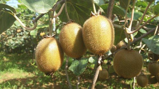 红心猕猴桃种植条件是什么？红心猕猴桃品种特点