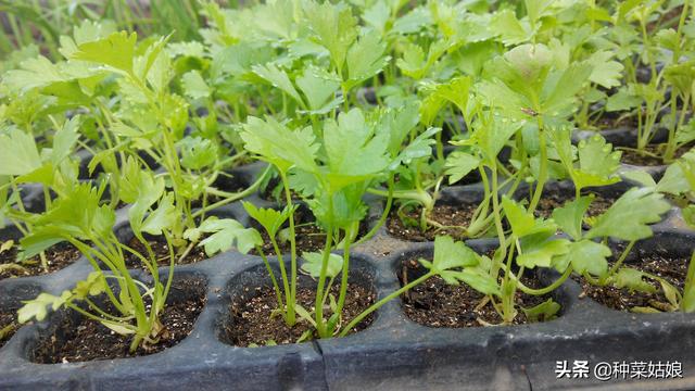 夏季想要种点香菜芹菜，播种时掌握这些方法，出苗快又好