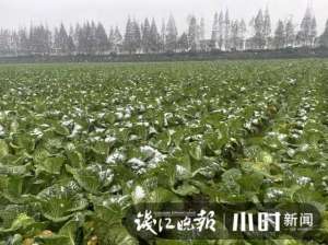 杭州蔬菜种植基地(雪下得凌厉，杭州萧山一蔬菜基地，三位大姐雪中抢菜一分钟也不敢停)
