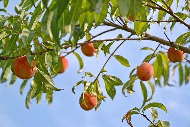 吃剩的桃核不要扔，简单几步，教你种出可爱的小桃树