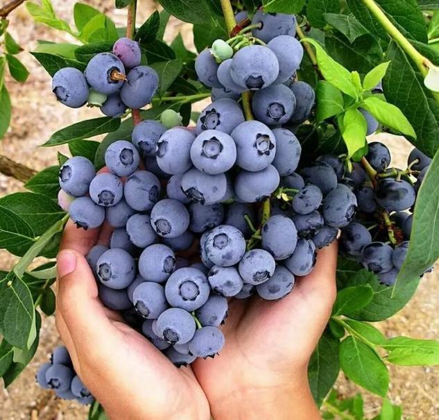 种植蓝莓选用哪个品种好？北方栽培蓝莓什么时间种植好？