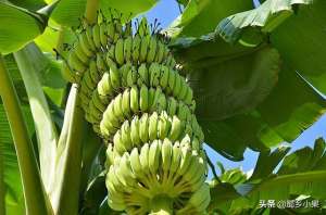 香蕉的种植技术与管理(种植香蕉，你需要做好这五个方面的树体管理，才能轻松获得丰产)