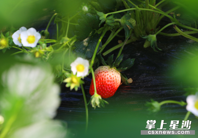 长沙县第一批草莓陆续上市 冬日暖阳“莓”好时光