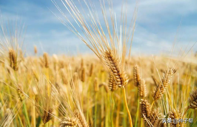 秋冬种大麦好处？能食用，作牧草，生长期短，产量高，年收割三茬