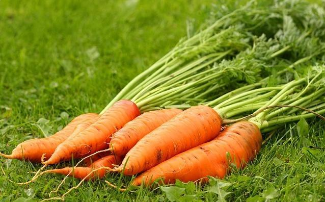 小潘说农业：胡萝卜良种繁育、生长习性的过程