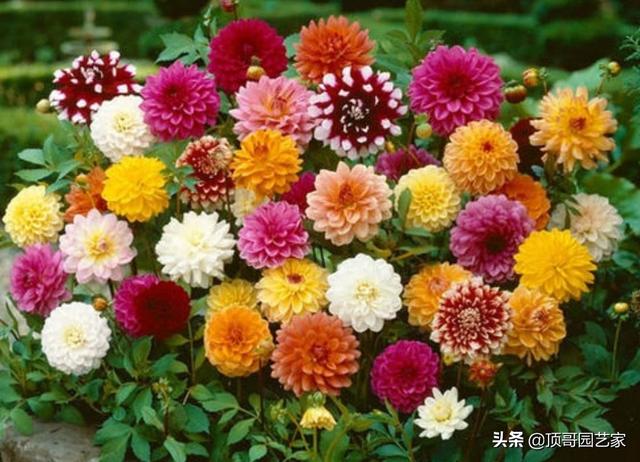 6种适合花园种的开花植物，花开不断，常年有花