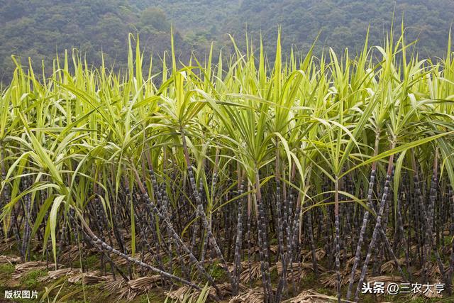 旱地甘蔗高产栽培技术，选对方法是关键，这些你必须知道
