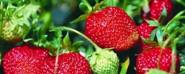 草莓种植技术及日常管理