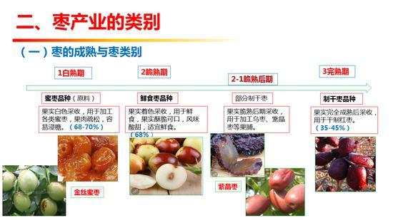 西北农林科技大学李新岗：我国红枣产业现状与市场