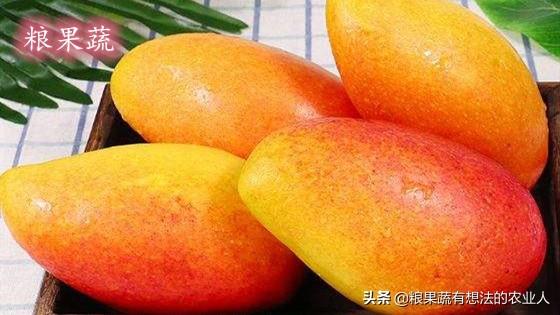 种植前景较好的四种芒果品种