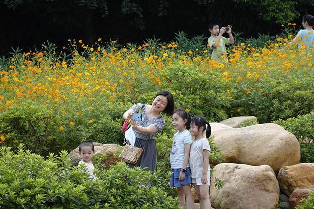 5000平方米硫华菊盛开，就在南宁人民公园，夏日赏菊走起