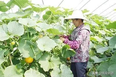 露地种植南瓜“三巧”管理法能高产