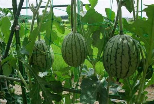 不用土就能种西瓜，西瓜的无土种植技术介绍，提质增量的好方法