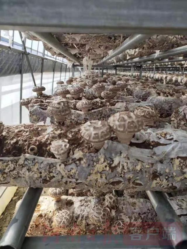 香菇之都“香菇王”——探访河南省卢氏县香菇产业创新引领人叶传林