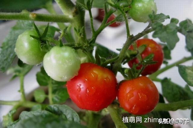 西红柿的种植方法，西红柿种子播种方法