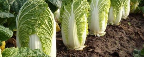 大白菜种植技术及管理