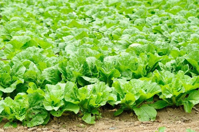 大白菜节水种植方案，从选择品种到病虫害防治，建议收藏