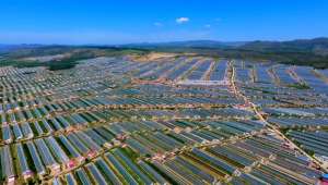 赤峰西红柿种植基地(现代农业让赤峰这里一年四季都成了“丰收季”)