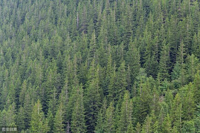杉木种植技术要点，掌握杉木的苗期管理技巧，和病虫害防治方法