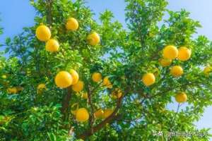 柚子树在山东能种植吗(柚子的种植技巧，如何实现柚子的高产种植)