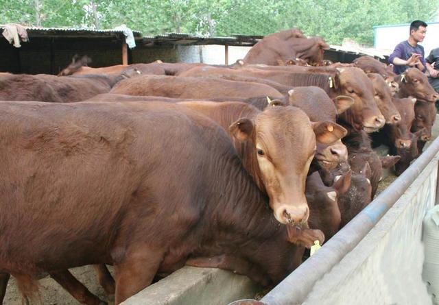 家里种了皇竹草养牛，可以不采收喂牛，直接让牛去吃草吗？