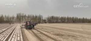 新疆南部种植(新疆棉农采用“干播湿出”种植技术 棉花出苗率从80%提高到90%以上)