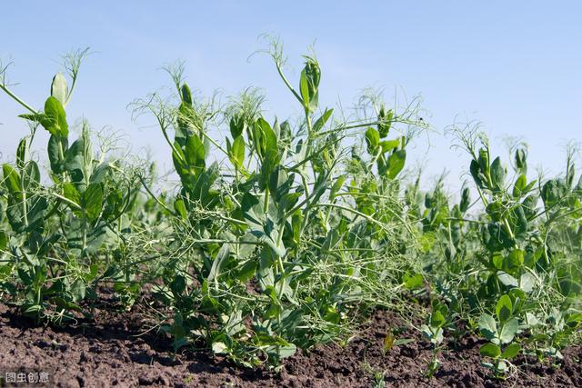 青豌豆种植技术，栽培技术与田间管理，来学习一下！