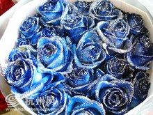 蓝色妖姬-染了蓝紫色的蔷薇科蔷薇属玫瑰种植物，有谁喜欢呢