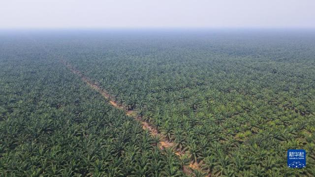 “一带一路”高峰论坛丨通讯：以合作种植棕榈促共享共赢——中企深耕种植园助力印尼农村发展