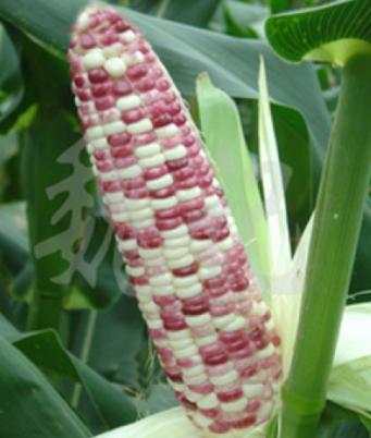 农民种植彩色玉米，亩产值近万元，年赚二十多万