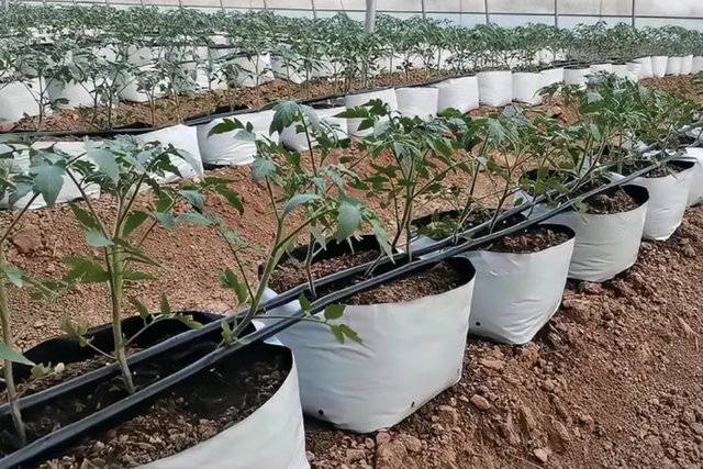 大棚改做袋装无土栽培，种植瓜果蔬菜，做好3点就能栽苗了