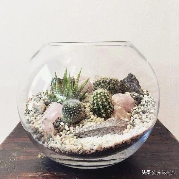 在一个玻璃瓶子里制作一个植物微景观，养桌面上的迷你花园