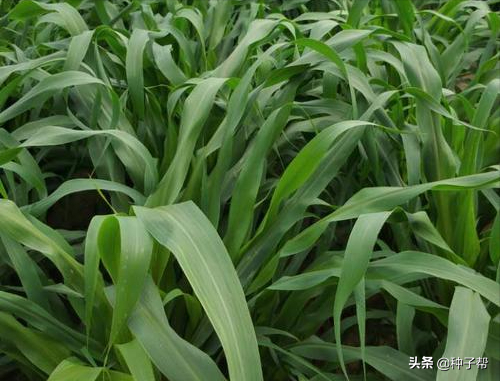 夏季青饲料-墨西哥玉米草，一天能长12公分，如何种植才能高产？