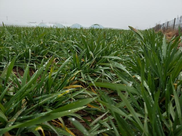 种小麦，冬前做好2件事，长势健壮，明年产量高